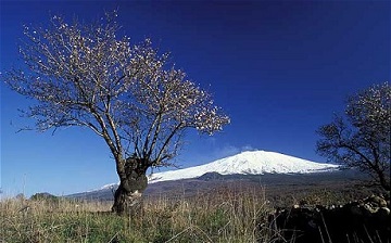 Sicily Out Of Season