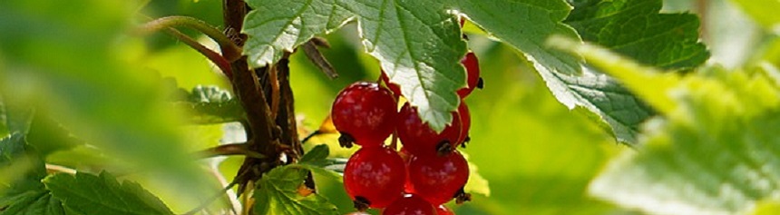 redcurrant860
