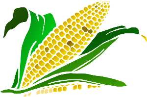 corn