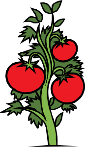 tomatoes large