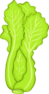 lettuce