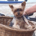 Take your small dog with you everywhere